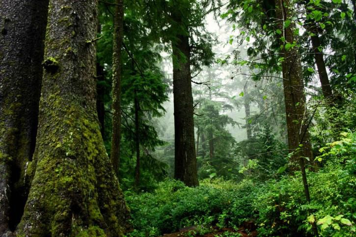 Old growth forest